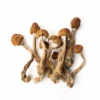 b+ cubensis